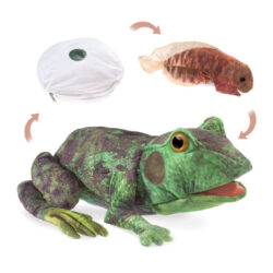 Frog Life Cycle