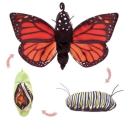 Monarch Life Cycle